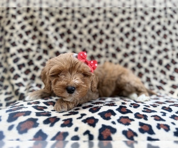 Medium Photo #6 Cavapoo (Miniature) Puppy For Sale in LAKELAND, FL, USA