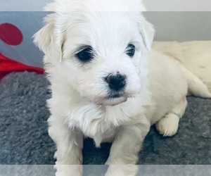 Maltese Puppy for sale in PORTLAND, TN, USA