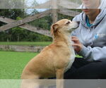 Small #3 Chiweenie