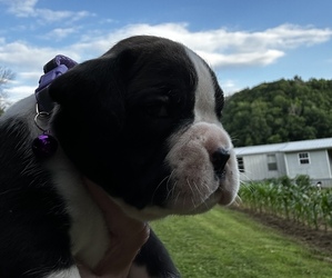 Boxer Puppy for sale in BURKESVILLE, KY, USA