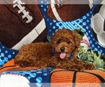 Small Photo #6 Poodle (Miniature) Puppy For Sale in NEW PROVIDENCE, PA, USA