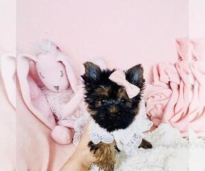 Yorkshire Terrier Puppy for sale in WINTER PARK, FL, USA