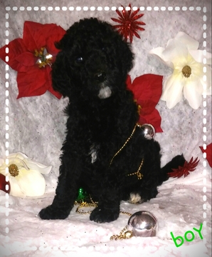 Medium Photo #1 Poodle (Standard) Puppy For Sale in VICTORVILLE, CA, USA