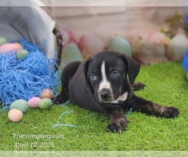 Medium Photo #10 Catahoula Leopard Dog Puppy For Sale in CUMBY, TX, USA