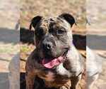 Small #4 American Pit Bull Terrier-Bulldog Mix