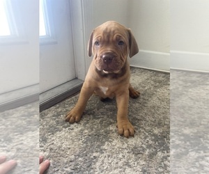 American Pit Bull Terrier Dogs for adoption in PALMETTO, FL, USA