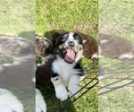 Small Photo #20 Miniature Australian Shepherd Puppy For Sale in WHITEWATER, MO, USA