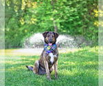 Small #1 Mutt