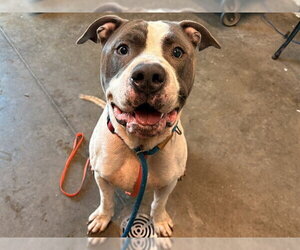 American Bulldog-Unknown Mix Dogs for adoption in Tavares, FL, USA
