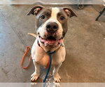 ASTRO - Male American Bulldog-Unknown Mix Dog for Adoption - Small photo
