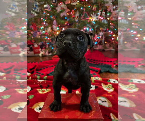 Medium Photo #2 Mutt Puppy For Sale in Clarkston, MI, USA