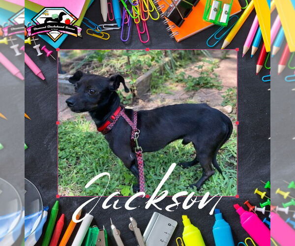 Medium Photo #2 Chiweenie Puppy For Sale in San Antonio, TX, USA