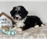 Small #1 Miniature Bernedoodle-Poodle (Miniature) Mix
