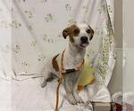 Small Chihuahua Mix