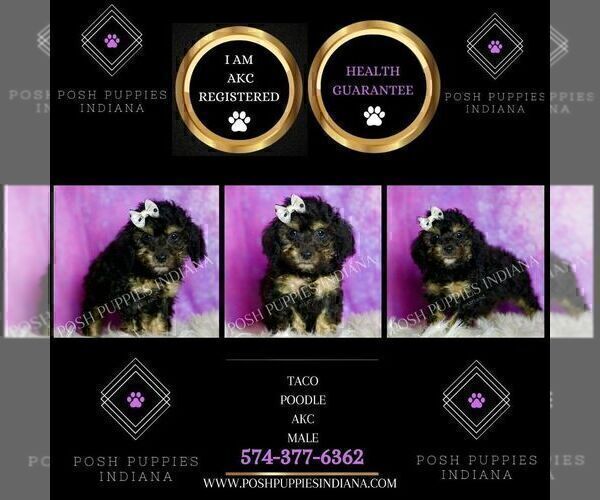 Medium Photo #2 Poodle (Toy) Puppy For Sale in WARSAW, IN, USA