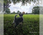 Small Photo #2 Australian Cattle Dog Puppy For Sale in LAURINBURG, NC, USA
