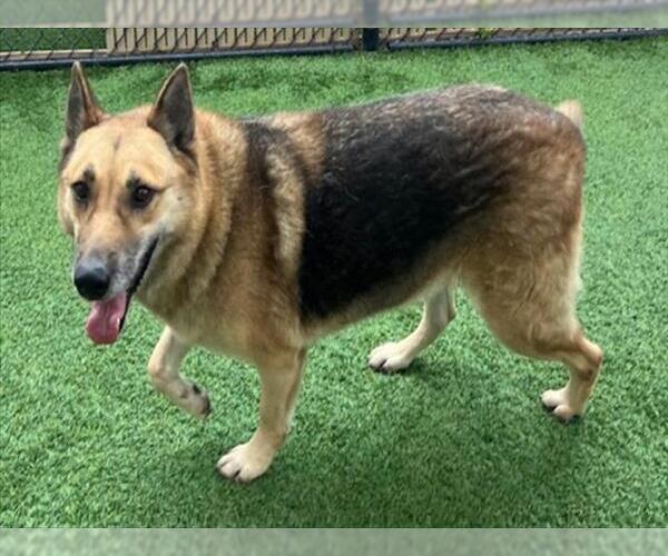 Medium Photo #2 German Shepherd Dog Puppy For Sale in Norco, CA, USA