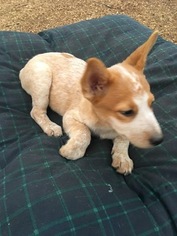 Australian Cattle Dog Puppy for sale in LAKESIDE, CA, USA