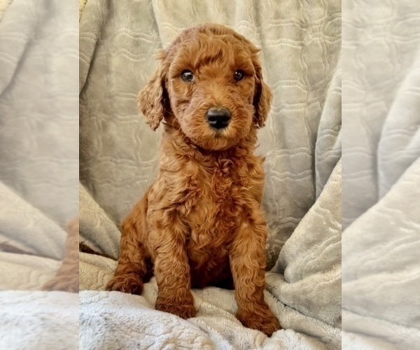 Medium Photo #1 Goldendoodle Puppy For Sale in LA FAYETTE, GA, USA
