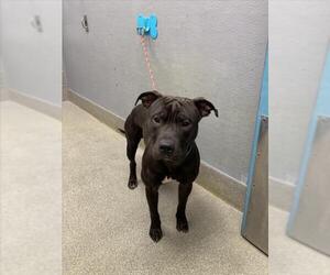 Mutt Dogs for adoption in Las Vegas, NV, USA