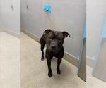 BEAR - Male Mutt Dog for Adoption - Small photo