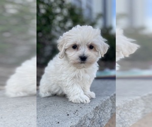 Coton de Tulear-Poodle (Toy) Mix Puppy for sale in CANOGA, NY, USA