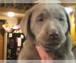 Puppy Puppy 2 green Labrador Retriever