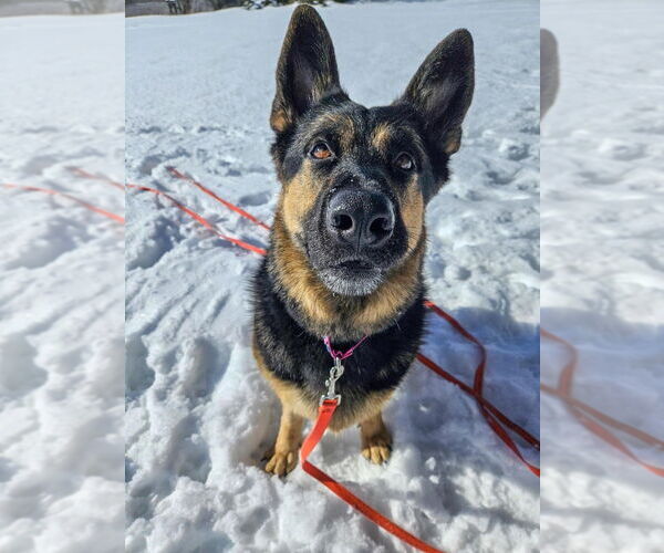 Medium Photo #12 German Shepherd Dog Puppy For Sale in Gloversville, NY, USA