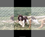 Small Photo #1 Cockapoo Puppy For Sale in NILES, MI, USA