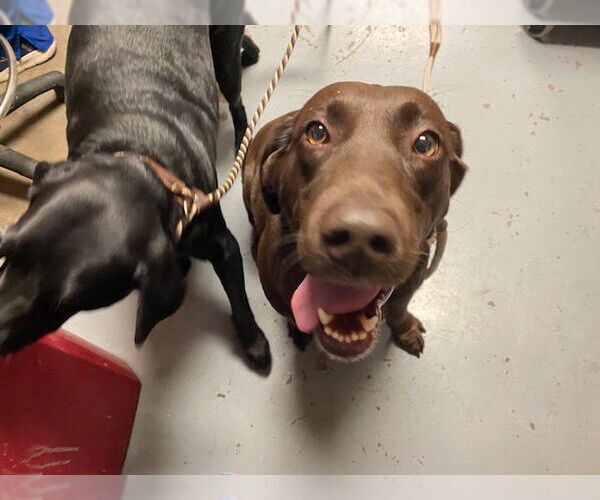 Medium Photo #1 Labrador Retriever Puppy For Sale in Ocala, FL, USA