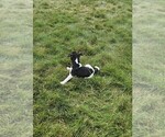Small Photo #22 Rat Terrier Puppy For Sale in ELLENSBURG, WA, USA