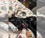Small #3 Labrador Retriever Mix