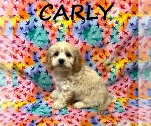 Cock-A-Poo Puppy for sale in HARTLAND, MN, USA