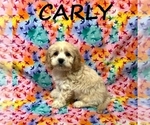 Image preview for Ad Listing. Nickname: Carly