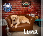 Small #2 Chihuahua-Norfolk Terrier Mix