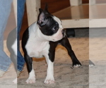 Small Photo #25 Boston Terrier Puppy For Sale in WINNSBORO, TX, USA