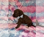 Small #7 Poodle (Standard)