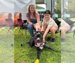 Small #3 American Staffordshire Terrier Mix