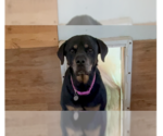 Small #4 Rottweiler