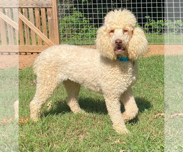 Medium Photo #9 Poodle (Standard) Puppy For Sale in Pacolet, SC, USA