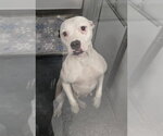 DA 15 Cher - Female Mutt Dog for Adoption - Small photo