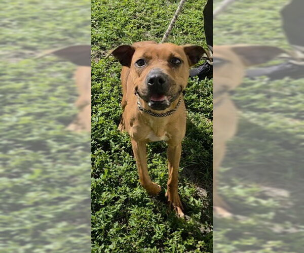 Medium Photo #1 American Staffordshire Terrier-Unknown Mix Puppy For Sale in Fort Lauderdale, FL, USA