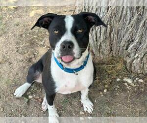 American Pit Bull Terrier-Unknown Mix Dogs for adoption in Waco, TX, USA