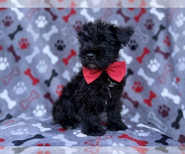 Medium Photo #7 Schnauzer (Miniature) Puppy For Sale in LAKELAND, FL, USA