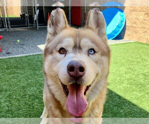 Siberian Husky-Unknown Mix Dogs for adoption in Moreno Valley, CA, USA