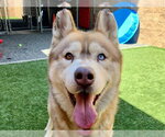 MUFASA - Male Siberian Husky-Unknown Mix Dog for Adoption - Small photo