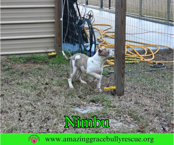 Medium Photo #5 Bulldog-Unknown Mix Puppy For Sale in Milton, FL, USA