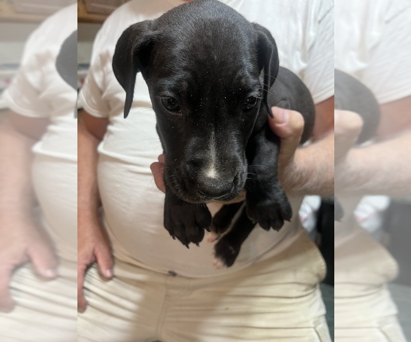 Medium Photo #5 Great Dane Puppy For Sale in SPRAGGS, PA, USA