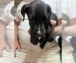 Small #4 Great Dane