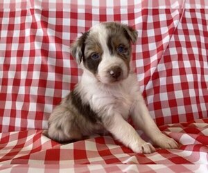 Australian Shepherd Puppy for sale in JEROMESVILLE, OH, USA